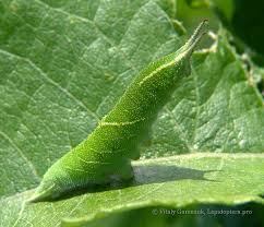 Attēlu rezultāti vaicājumam “Apatura ilia”