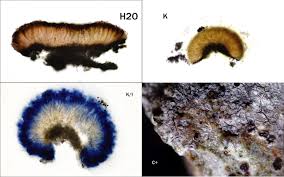 Attēlu rezultāti vaicājumam “Trapelia coarctata”