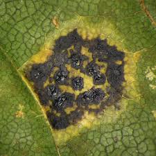 Attēlu rezultāti vaicājumam “Rhytisma acerinum”