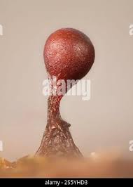 Attēlu rezultāti vaicājumam “Trichia botrytis”