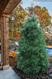 Attēlu rezultāti vaicājumam “Pinus strobus fruit”