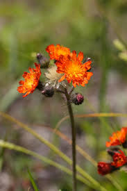 Attēlu rezultāti vaicājumam “Pilosella aurantiaca”
