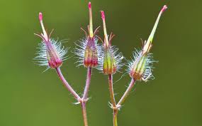 Attēlu rezultāti vaicājumam “Geranium robertianum fruit”