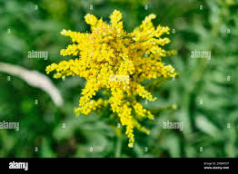 Attēlu rezultāti vaicājumam “Bunias orientalis”
