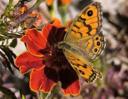 Attēlu rezultāti vaicājumam “Lasiommata megera”