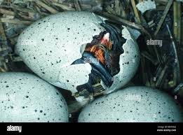 Attēlu rezultāti vaicājumam “Fulica atra eggs”