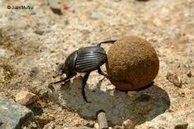 Attēlu rezultāti vaicājumam “Geotrupes”