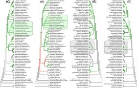 Attēlu rezultāti vaicājumam “Petractis sp.”