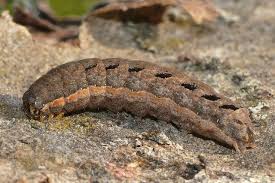 Attēlu rezultāti vaicājumam “Xestia c-nigrum”