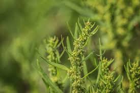 Attēlu rezultāti vaicājumam “Rumex maritimus”