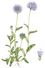 Attēlu rezultāti vaicājumam “Jasione montana leaf”