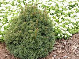 Attēlu rezultāti vaicājumam “Taxus”