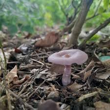 Attēlu rezultāti vaicājumam “Lepista sp.”