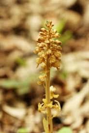 Attēlu rezultāti vaicājumam “Neottia nidus-avis bud”