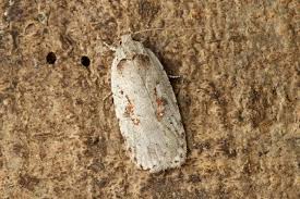 Attēlu rezultāti vaicājumam “Agonopterix ocellana”