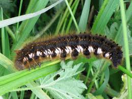 Attēlu rezultāti vaicājumam “Euthrix potatoria larva”