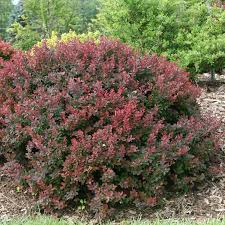 Attēlu rezultāti vaicājumam “Berberis”