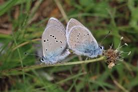 Attēlu rezultāti vaicājumam “Cyaniris semiargus male”