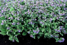 Attēlu rezultāti vaicājumam “Pulmonaria angustifolia leaf”