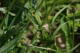 Attēlu rezultāti vaicājumam “Rumex thyrsiflorus”