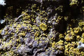 Attēlu rezultāti vaicājumam “Candelariella sp.”