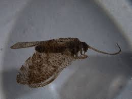 Attēlu rezultāti vaicājumam “Hemerobius perelegans”