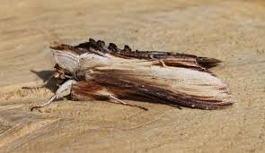 Attēlu rezultāti vaicājumam “Cucullia verbasci”