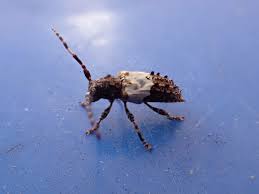 Attēlu rezultāti vaicājumam “Pogonocherus hispidulus”