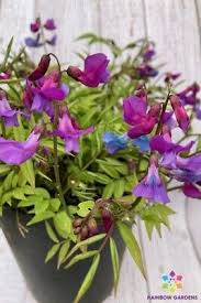 Attēlu rezultāti vaicājumam “Lathyrus vernus”