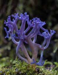 Attēlu rezultāti vaicājumam “Clavaria zollingeri”