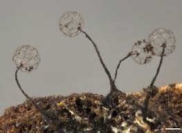 Attēlu rezultāti vaicājumam “Clastoderma debaryanum”