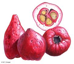 Attēlu rezultāti vaicājumam “Rhinanthus serotinus fruit”