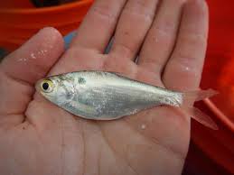 Image result for Dorosoma cepedianum