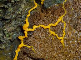 Attēlu rezultāti vaicājumam “Badhamia utricularis spores”