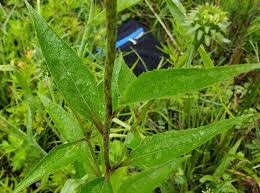 Attēlu rezultāti vaicājumam “Echinacea purpurea leaf”