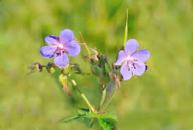 Attēlu rezultāti vaicājumam “Geranium pratense flower”