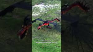Image result for HAINAULT & CHIGWELL CHANGQUAN FLYING DRAGON
