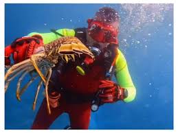 Image result for Belfairs Dolphins Snorkelling Club