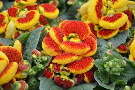 Image result for Calceolaria integrifolia
