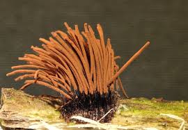 Attēlu rezultāti vaicājumam “Stemonitis marjana macro”