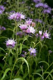 Attēlu rezultāti vaicājumam “Serratula tinctoria leaf”