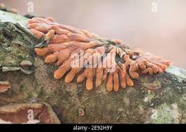 Attēlu rezultāti vaicājumam “Hypocreopsis lichenoides”
