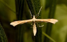 Attēlu rezultāti vaicājumam “Platyptilia tesseradactyla”