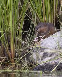 Attēlu rezultāti vaicājumam “Ondatra zibethicus”