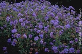 Image result for Geranium pratense