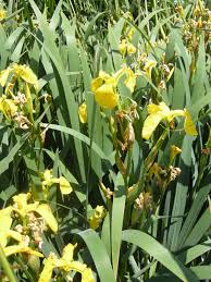 Attēlu rezultāti vaicājumam “Iris pseudacorus flower”