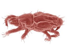 Attēlu rezultāti vaicājumam “Acari”