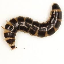 Attēlu rezultāti vaicājumam “Phronia sp. larva”