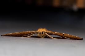 Attēlu rezultāti vaicājumam “Angerona prunaria”