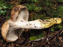 Attēlu rezultāti vaicājumam “Gomphidius glutinosus”